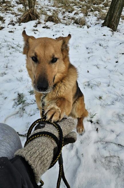 Piękny psiak Fox szuka domu!