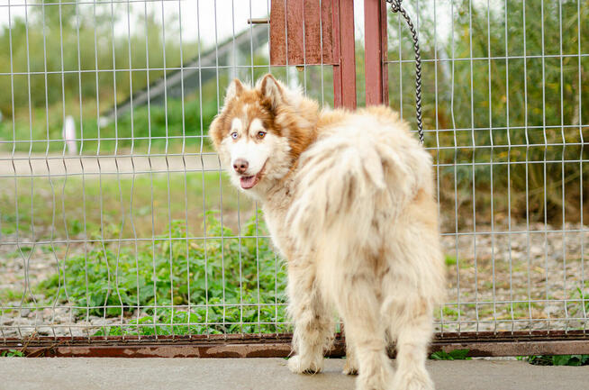 Drako - piękny malamut z wielką osobowością