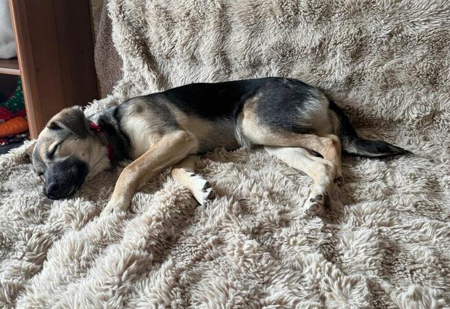 Cudowna młodziuteńka sunia szuka domu pełnego miłości