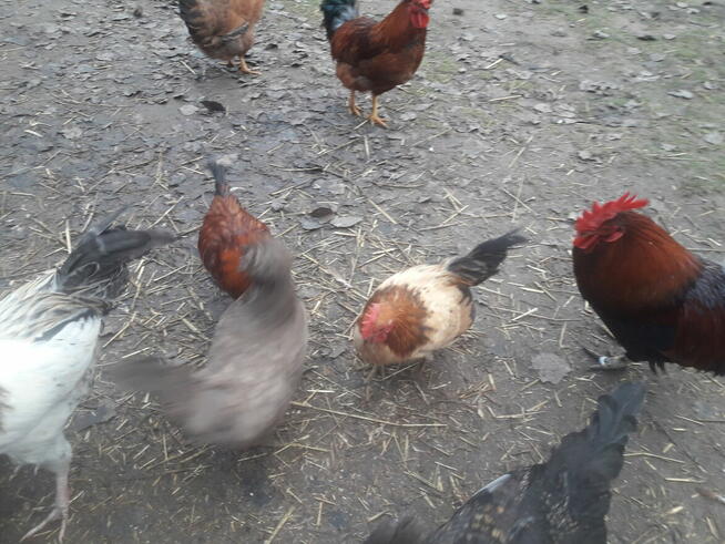 Kogutki male i duże