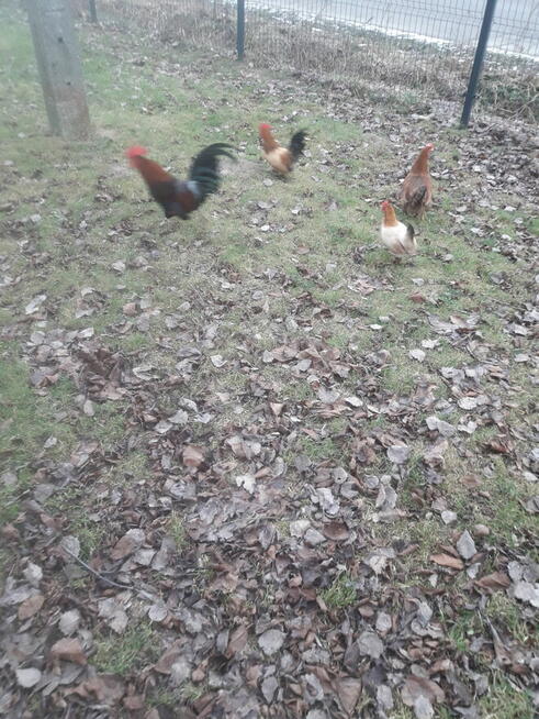 Kogutki male i duże