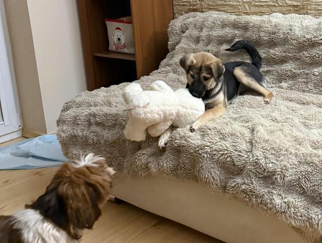 Cudowna młodziuteńka sunia szuka domu pełnego miłości