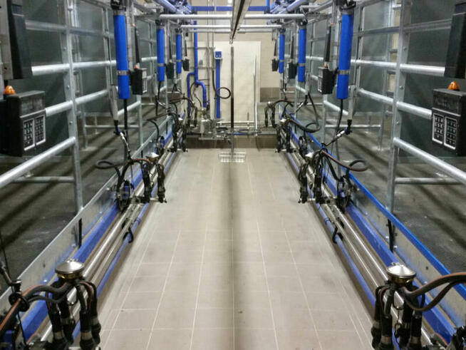 Praca przy udoju krów