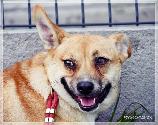 Roko – schronisko to nie miejsce dla strachliwych piesków