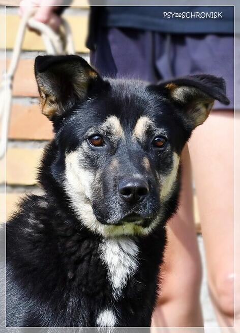 Bayer – jeszcze nie wie, że jest już dorosłym pieskiem