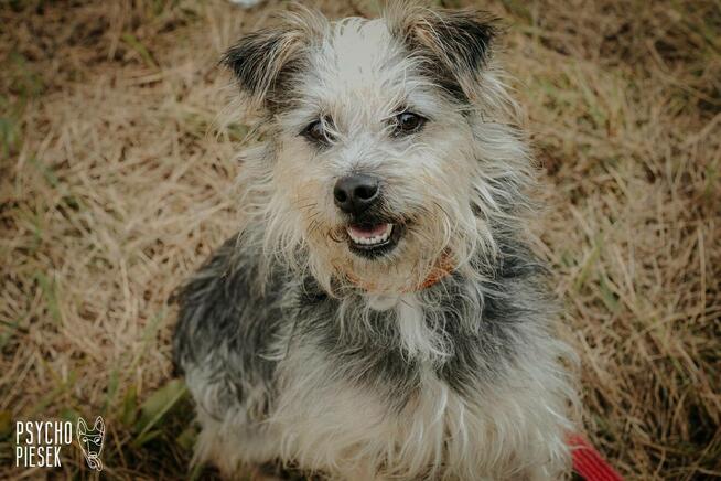 Kudłata spokojna suczka Holly