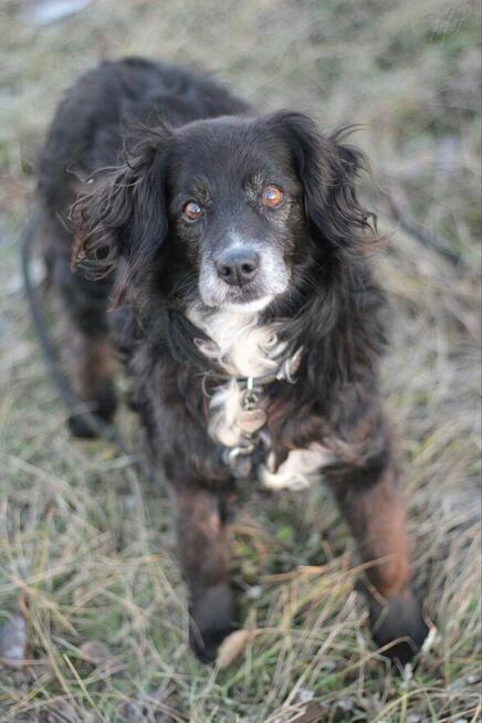 Seniorka Dziunia szuka domu!