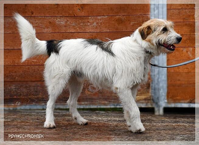 Pompo – przyjaciel całej rodziny poleca się do adopcji