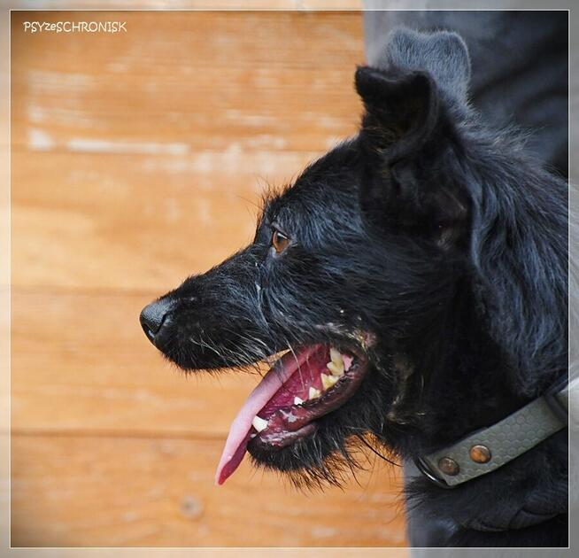 Bakuś – młodziutki, niewielki wesołek to miód na Twe serce