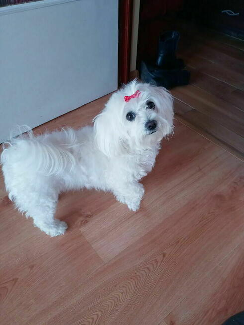 Cudowny Maltańczyk nauczony czystości