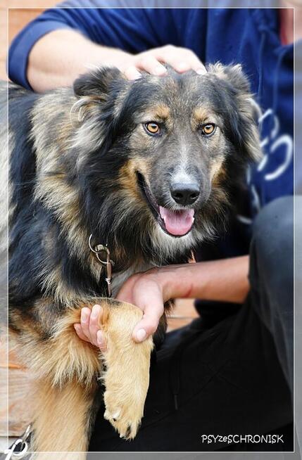 Skubi – piękny ciałem i charakterem poleca się do adopcji