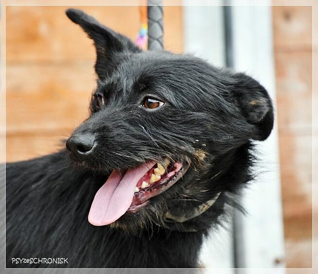 Bakuś – młodziutki, niewielki wesołek to miód na Twe serce