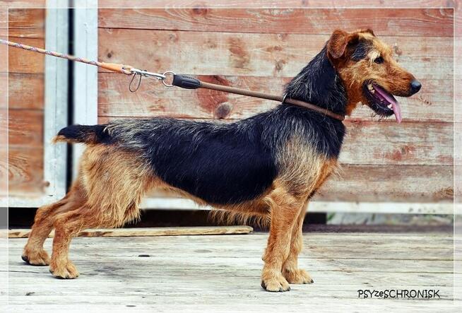 Zara – kiedyś miała dom, teraz tęskni za kratami