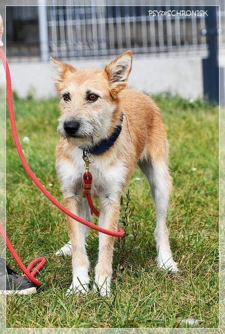 Frotka – stworzona do życia z ludźmi