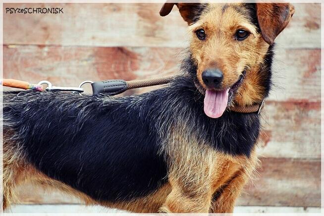 Zara – kiedyś miała dom, teraz tęskni za kratami