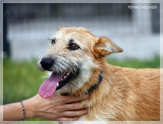 Frotka – stworzona do życia z ludźmi