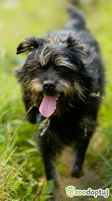 FIFI - cudny psiak w typie terriera szuka domu