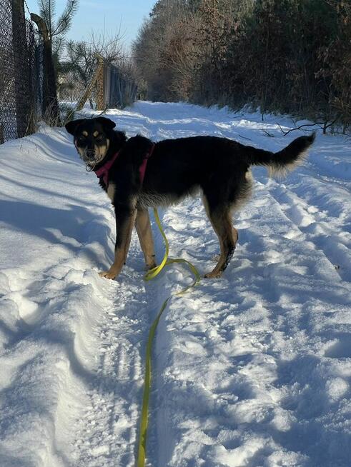 Szczeniak GOJA czeka na dom