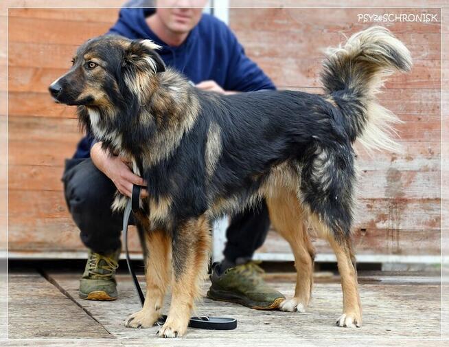 Skubi – piękny ciałem i charakterem poleca się do adopcji