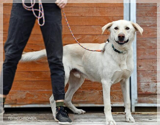 Bohun – śliczny, sympatyczny młodziak pozna swoją rodzinę