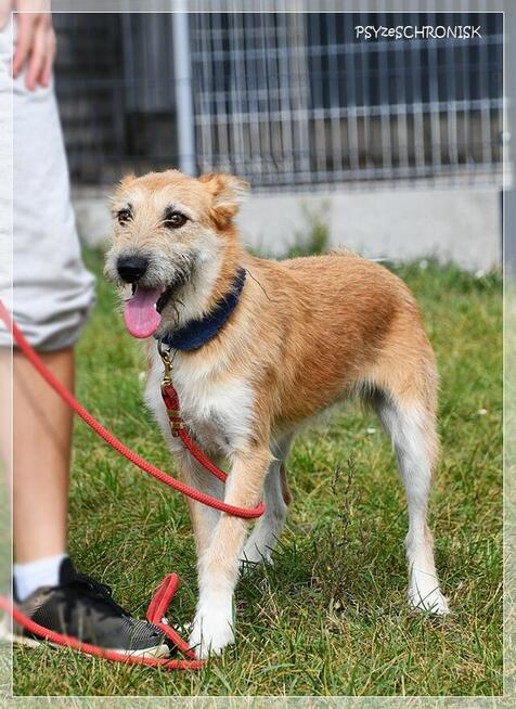 Frotka – stworzona do życia z ludźmi