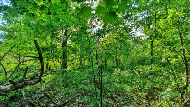 Działka budowlana Wiązowna