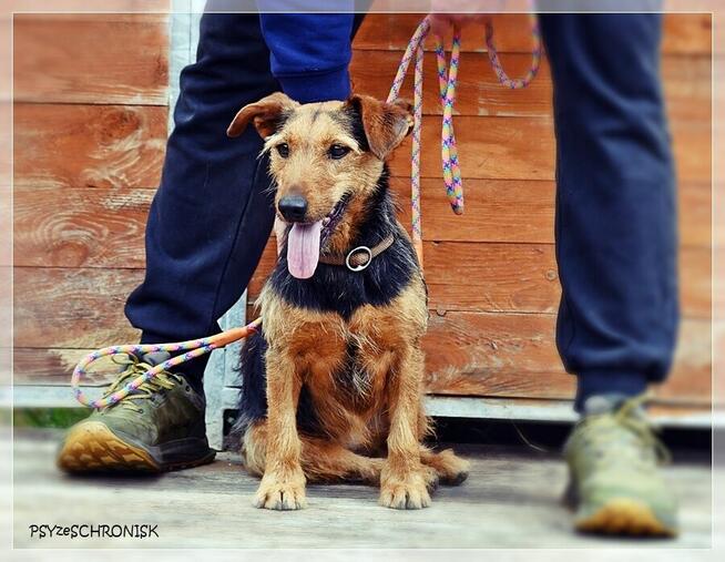 Zara – kiedyś miała dom, teraz tęskni za kratami