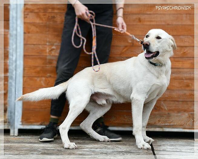 Bohun – śliczny, sympatyczny młodziak pozna swoją rodzinę