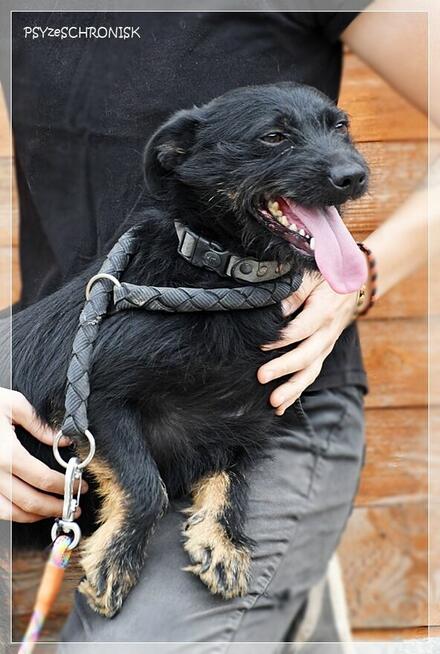 Bakuś – młodziutki, niewielki wesołek to miód na Twe serce