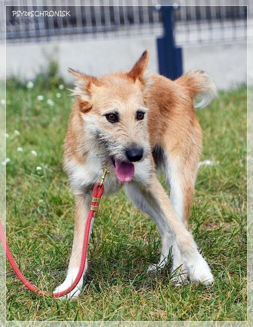 Frotka – stworzona do życia z ludźmi