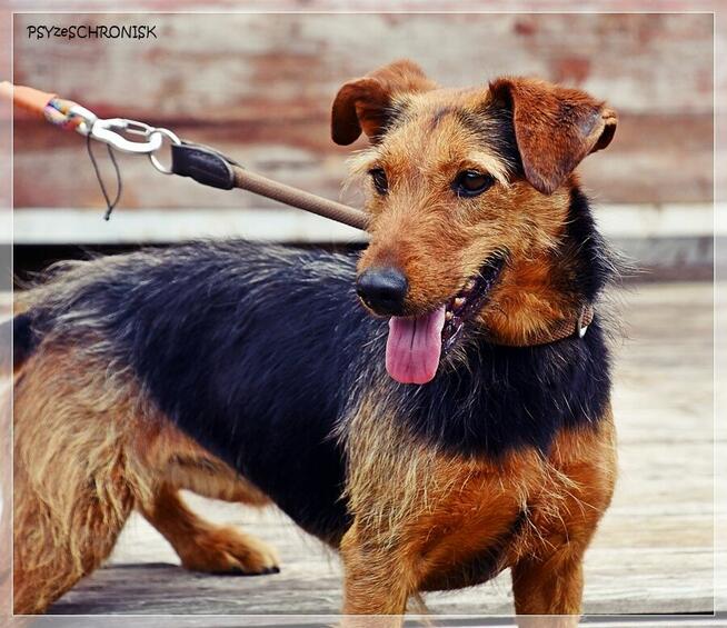 Zara – kiedyś miała dom, teraz tęskni za kratami