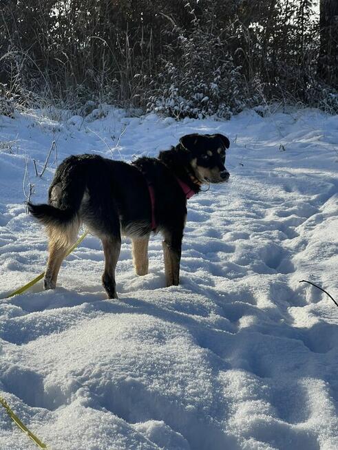 Szczeniak GOJA czeka na dom