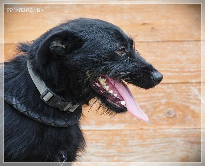 Bakuś – młodziutki, niewielki wesołek to miód na Twe serce