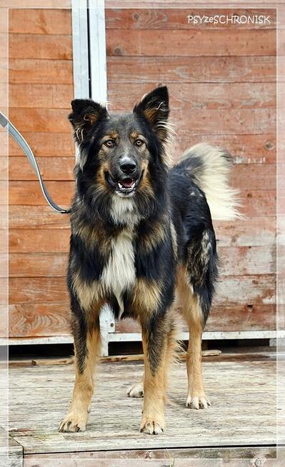 Skubi – piękny ciałem i charakterem poleca się do adopcji