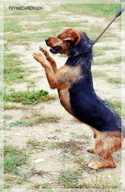 Zara – kiedyś miała dom, teraz tęskni za kratami