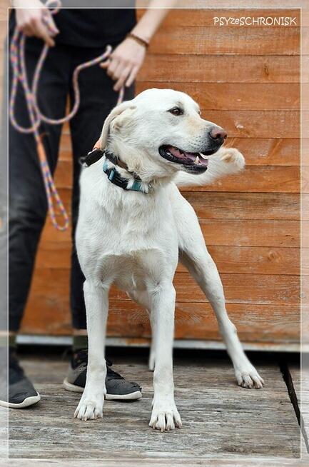 Bohun – śliczny, sympatyczny młodziak pozna swoją rodzinę