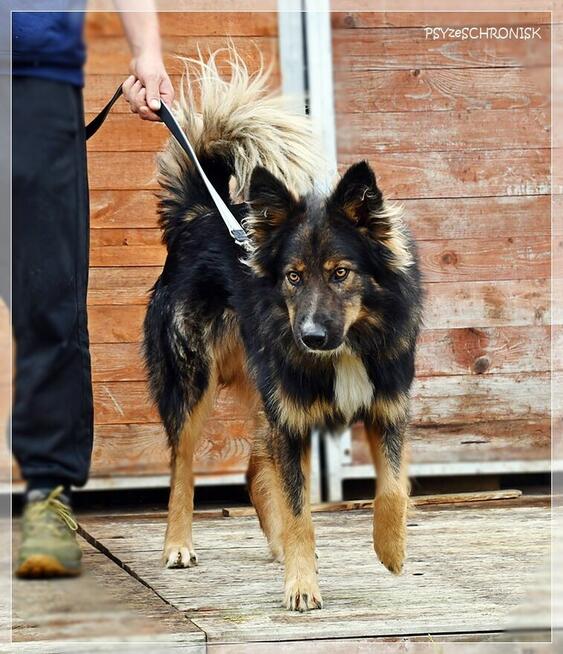 Skubi – piękny ciałem i charakterem poleca się do adopcji