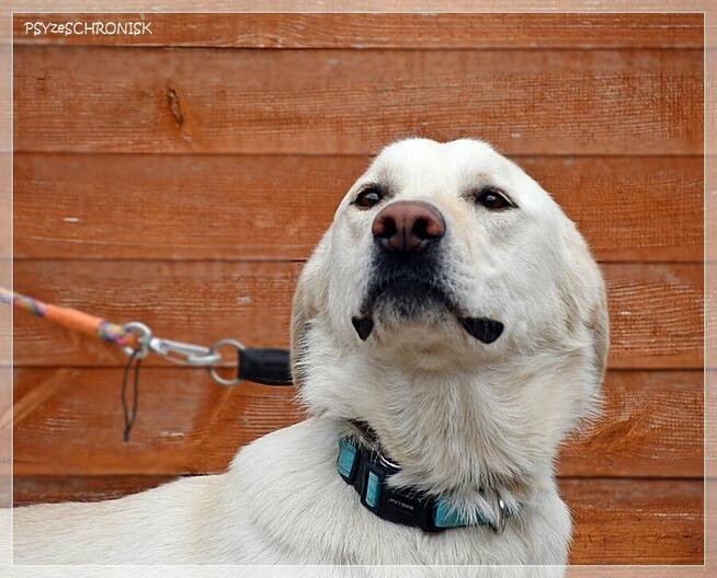 Bohun – śliczny, sympatyczny młodziak pozna swoją rodzinę
