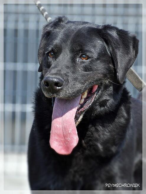 Max – wymarzony psiak w tupie labradora