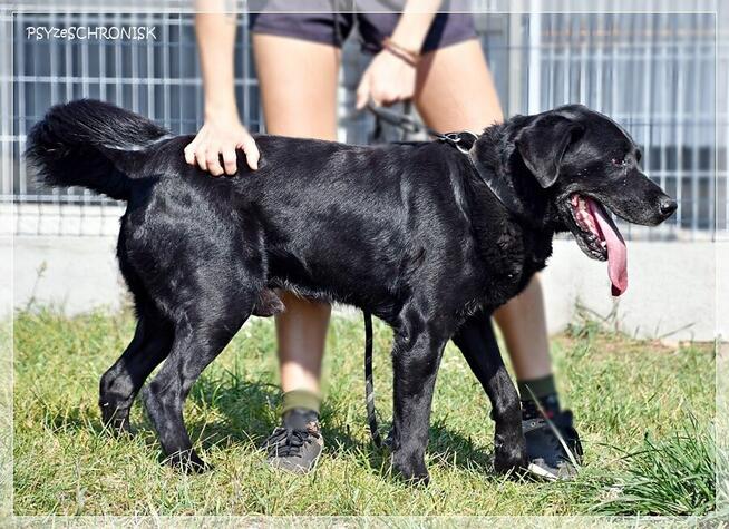 Max – wymarzony psiak w tupie labradora