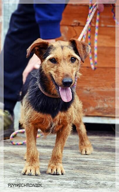 Zara – kiedyś miała dom, teraz tęskni za kratami