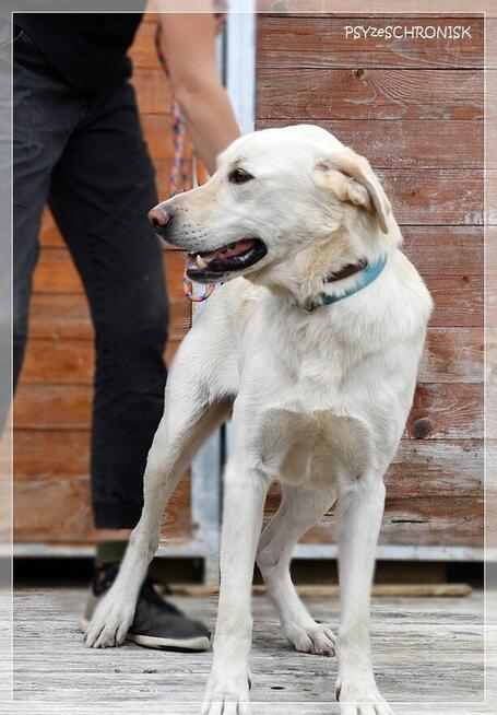 Bohun – śliczny, sympatyczny młodziak pozna swoją rodzinę