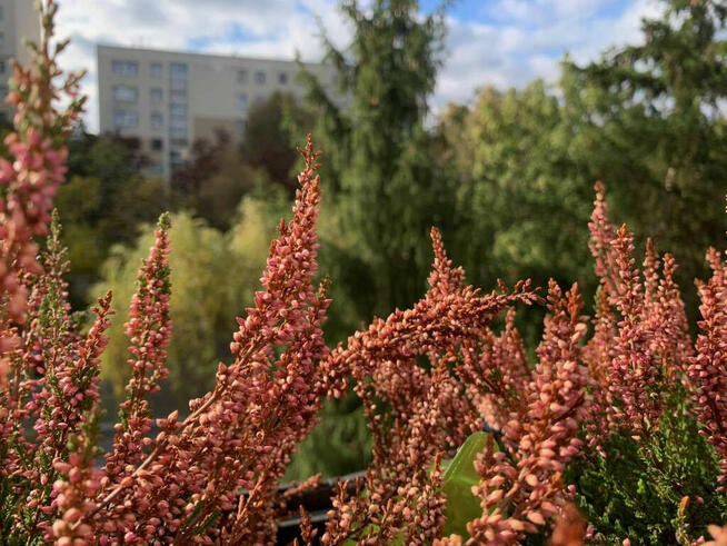 Mieszkanie na sprzedaż - 49 m² - 2 pokoje Ursynów Warszawa