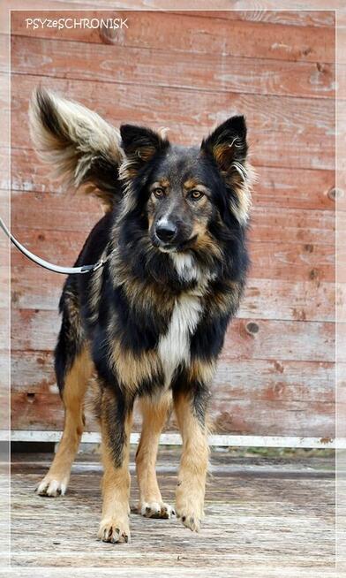 Skubi – piękny ciałem i charakterem poleca się do adopcji