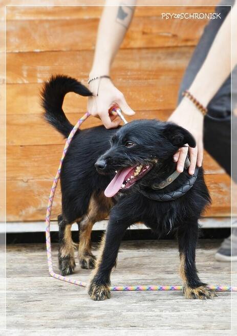 Bakuś – młodziutki, niewielki wesołek to miód na Twe serce