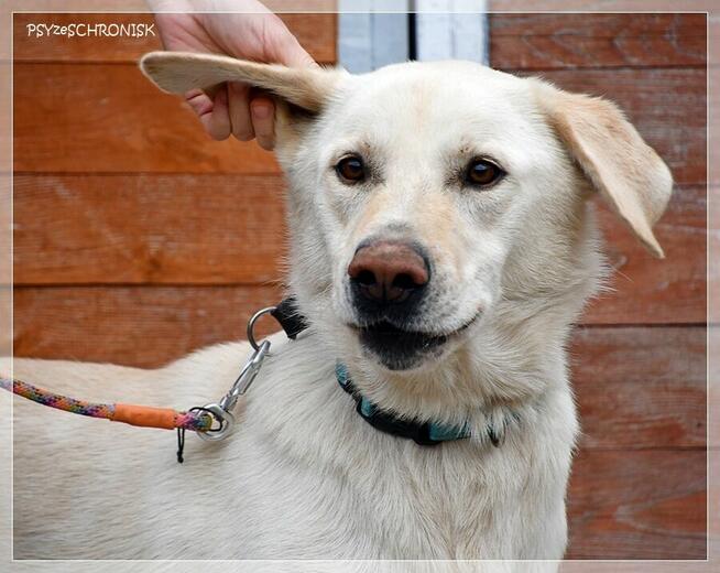 Bohun – śliczny, sympatyczny młodziak pozna swoją rodzinę
