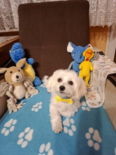 Cudowny Maltańczyk nauczony czystości