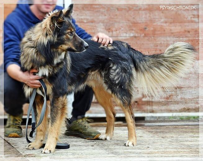 Skubi – piękny ciałem i charakterem poleca się do adopcji