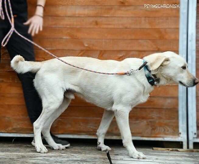 Bohun – śliczny, sympatyczny młodziak pozna swoją rodzinę