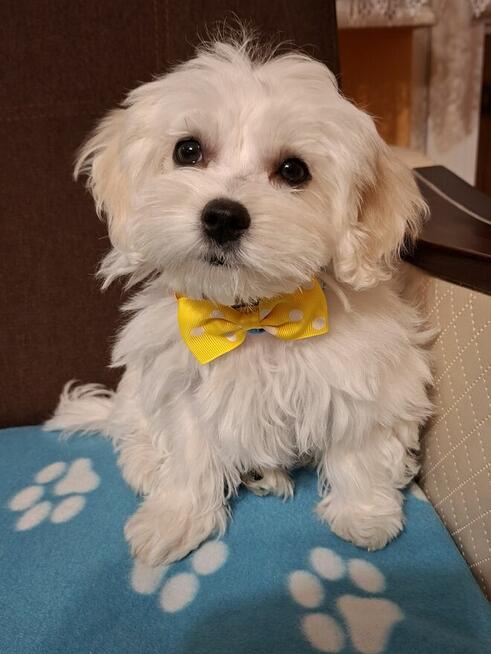 Cudowny Maltańczyk nauczony czystości